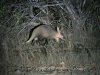 Aardvark, Mole National Park, Ghana 2-2024 #_0999 v8.jpg