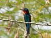 Black bee-eater, Ankasa Forest, Ghana 2-2024 #_0481 v9.jpg