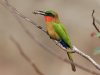 Red-throated bee-eater, Mole National Park, Ghana 2-2024 #_0424 v9.jpg