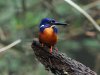 Shining-blue kingfisher, Ankasa Forest, Ghana 2-2024 #_0310 v9.jpg