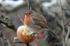 European robin, Garden, Wigginton 1-2021 v03276 v2_edited-1.jpg