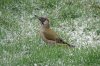 European green woodpecker, Garden, Wigginton 1-2021 v03745 v2_edited-1.jpg