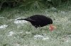 Common blackbird, Garden, Wigginton 2-2021 v04174 v2_edited-1.jpg