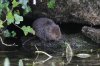 Water vole, Bibury 7-2020 #_0028_edited-1.jpg