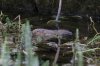 Water vole, Bibury 7-2020 #_0036_edited-1.jpg