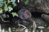 Water vole, Bibury 7-2020 #_0047_edited-1.jpg