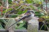 Long-tailed tit, Garden, Wigginton, 3-2021 #_0215_edited-1 wfcf.jpg