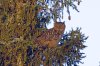 Eurasian eagle-owl, Oulu area, Finland 6-2022 #_0097 v9.jpg