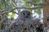 Great grey owl, Oulu area, Finland 6-2022 #_0393 v9.jpg