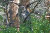 Ural owl, Oulu area, Finland 6-2022 #_0583 v9.jpg