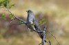 Common cuckoo, Hirvisuo bog, Finland 6-2022 #_0048 v9.jpg