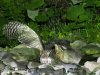 Blakiston's fish owl, Washi No Yado, Hokkaido, Japan, 6-2023 #_0156 v8.jpg