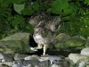 Blakiston's fish owl, Washi No Yado, Hokkaido, Japan, 6-2023 #_0160 v8.jpg