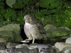 Blakiston's fish owl, Washi No Yado, Hokkaido, Japan, 6-2023 #_0190 v8.jpg