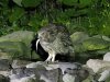 Blakiston's fish owl, Washi No Yado, Hokkaido, Japan, 6-2023 #_0197 v8.jpg
