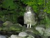 Blakiston's fish owl, Washi No Yado, Hokkaido, Japan, 6-2023 #_0238 v8.jpg