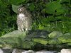 Blakiston's fish owl, Washi No Yado, Hokkaido, Japan, 6-2023 #_0130 v8.jpg