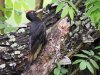 Black woodpecker, Lake Abashiri, Hokkaido, Japan, 6-2023 #_0050 v9.jpg