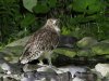Blakiston's fish owl, Washi No Yado, Hokkaido, Japan, 6-2023 #_0321 v9.jpg