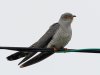 Common cuckoo, Notsuke peninsula, Hokkaido, Japan, 6-2023 #_0215 v9.jpg