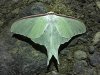 Luna Moth, Washinoyado lodge, Rausu, Hokkaido, Japan, 6-2023 ##_0028 v9.jpg