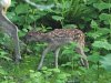 Sika deer, Hokkaido, Japan, 6-2023 #_0658 v9.jpg
