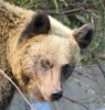 Ussuri brown bear, Shiretoko Pass, Hokkaido, Japan 6-2023 #_0044 v9.jpg