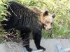 Ussuri brown bear, Shiretoko Pass, Hokkaido, Japan 6-2023 #_0057 v9.jpg