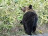 Ussuri brown bear, Shiretoko Pass, Hokkaido, Japan 6-2023 #_0097 v9.jpg