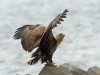 White-tailed eagle, Lake Furen, Hokkaido, Japan, 6-2023 #_0055 v9.jpg