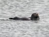 Sea otter, Hanasaki Lighthouse, Nemuro Peninsula, Hokkaido, Japan, 6-2023 #_0101 v9.jpg