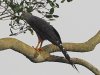 Long-tailed hawk, Canopy walk, Kakum National Park, Ghana 2-2024 #_0127 v9.jpg