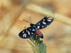 Moth, Antwikaa, Kakum National Park, Ghana 2-2024 #_0816 v9.jpg