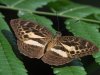 Pathfinder butterfly, Ankasa Forest, Ghana 2-2024 #_0389 v9.jpg