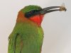 Red-throated bee-eater, Mole National Park, Ghana 2-2024 #_0388 v9.jpg