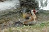 European goldfinch, Garden, Wigginton 2-2021 v04465 v2_edited-1.jpg
