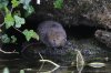 Water vole, Bibury 7-2020 #_0029_edited-1.jpg