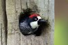 Acorn woodpecker,Savegre Hotel, San Gerado de Dota, Costa Rica 2-2022 #_0166 v4.jpg