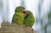 Crimson-fronted parakeet, Casa Turire hotel, Turrialba, Costa Rica 2-2022 #_0253 v4.jpg