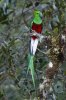 Resplendent quetzal, San Gerado de Dota, Costa Rica 2-2022 #_0102 v4.jpg
