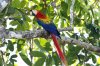 Scarlet macaw, El Remanso Hotel, Osa Peninsular, Costa Rica 2-2022 #_0233 v4.jpg