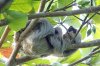 Two-toed sloth, Matapalo, Osa Peninsula, Costa Rica 2-2022 #_0133 v4.jpg