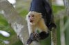 White-faced capuchin, Matapalo, Osa Peninsula, Costa Rica 2-2022 #_0069 v4.jpg