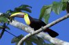 Yellow-throated toucan, El Remanso Hotel, Osa Peninsular, Costa Rica 2-2022 #_0605 v4.jpg