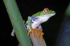 Red-eyed tree frog, Selva Verde hotel, Sarapiqui, Costa Rica 2-2022 #_0382 v4.jpg