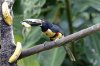 Collared aracari, Rancho naturalista, Turrialba, Costa Rica 2-2022 #_0204 v4.jpg